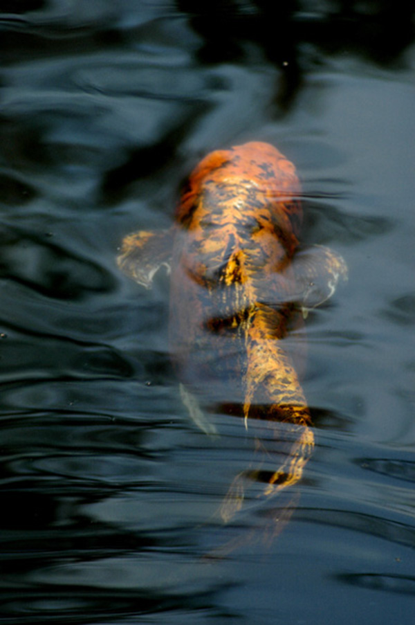 koi