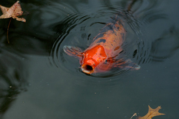 fish