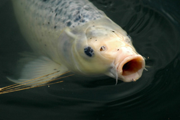 koi