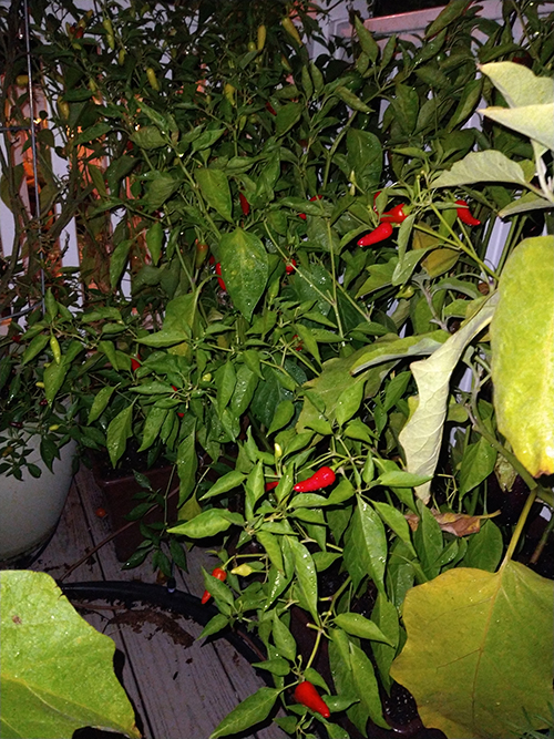 plants
