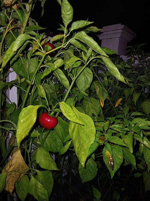 plants 2