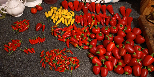 batch 2